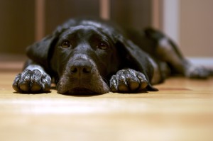 Black Dog picture